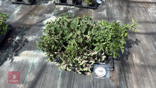 1 PART TRAY OF PLECTRANTHUS FRUTICOCUS