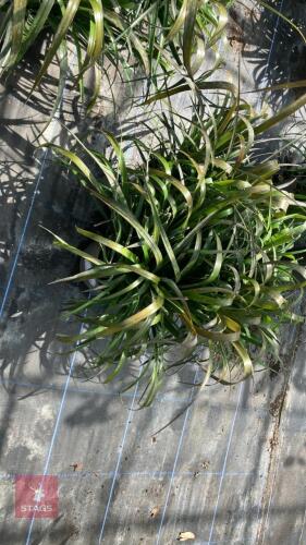 3 X BILLBERGIA NUTANS VARIEGATA