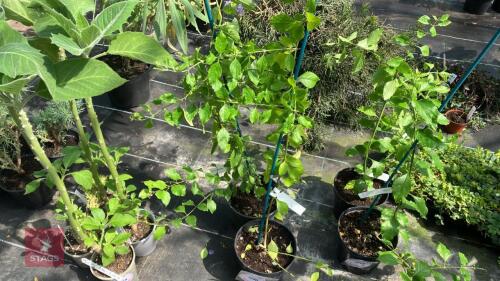 2 X DURANTA REPENS PIGEON BERRY