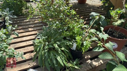 3 X MIXED PLANTS