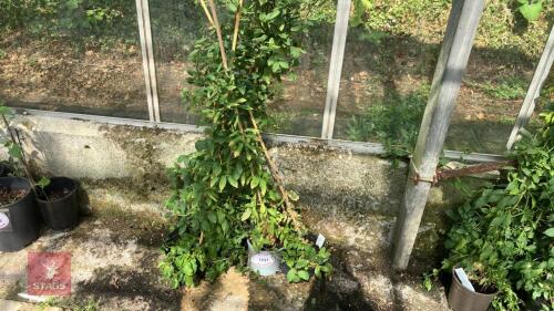 4 X COBAEA SCANDENS ALBA