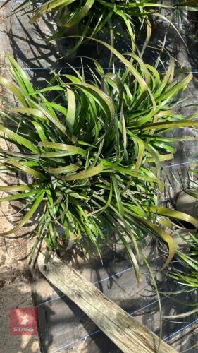 2 X BILLBERGIA NUTANS VARIEGATA