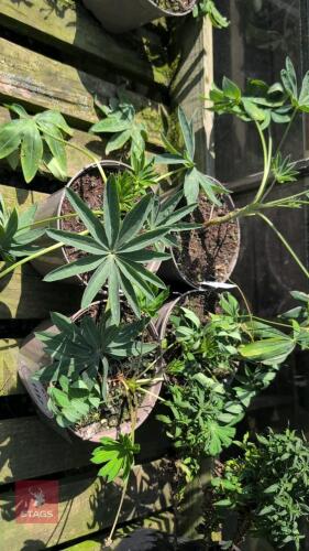 4 X LUPIN THE CHANDELIER