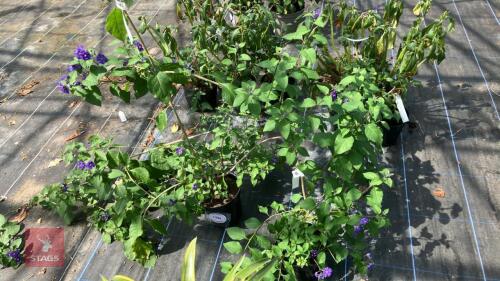 2 X SOLANUM RANTONELTTII