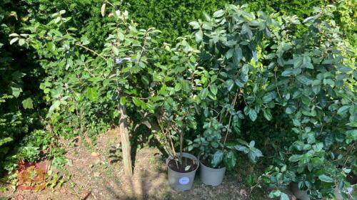 2 X ELEAGNUS X EBBINGEI