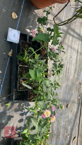 1 TRAY OF MIRABILIS JALAPA