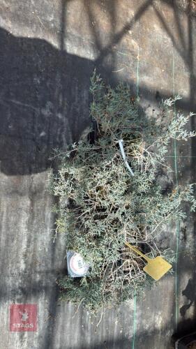 1 PART TRAY OF LAMPRANTHUS