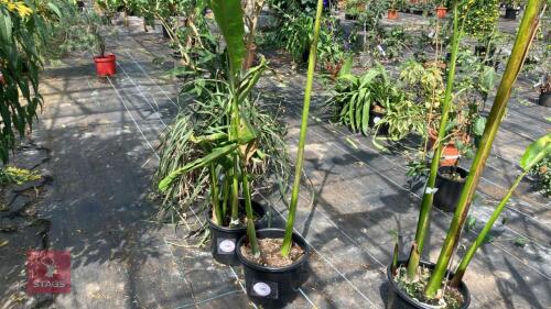 1 X HELICONIA SCHIEDIANA