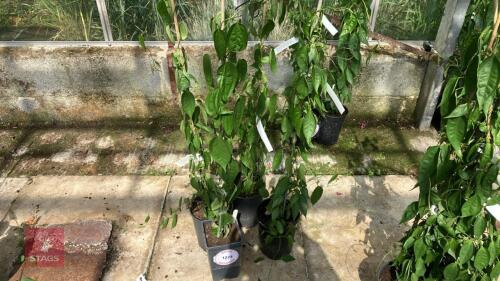 4 X THUNBERGIA COCCINEA