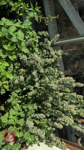 5 X NEPETA CATARIA SSP. CITRIODORA