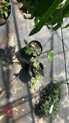 2 X MIXED PLANTS