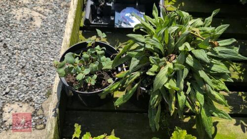 2 X HEUCHERA PERENNIALS