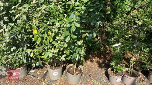 2 X ELAGNUS X EBBINGEI