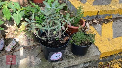 4 X MIXED UNKNOWN PLANTS