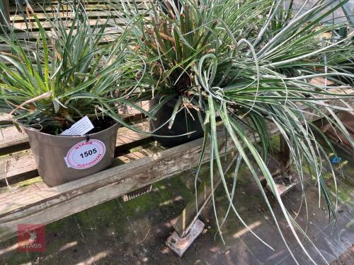 3 X FASCICULA RIA BICOLOUR CACTUS