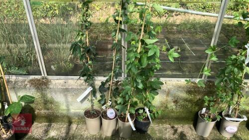 4 X PASSIFLORA MIXED PASSION FLOWER