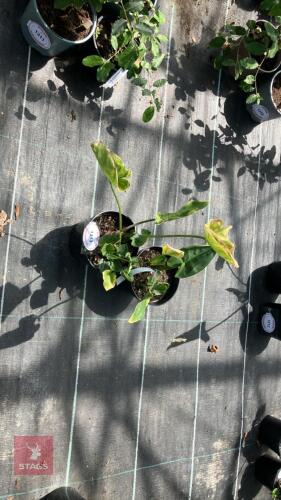 2 X ZANTEDESCHIA ARUM LILY