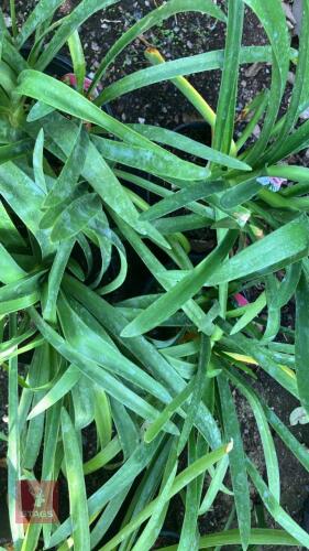 4 X AGAPANTHUS WHITE