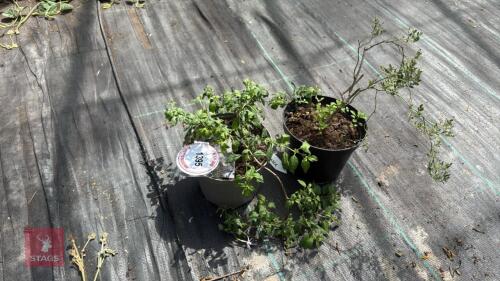 2 X MIXED PLANTS