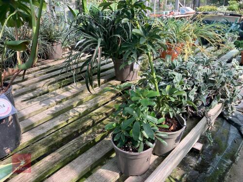 2 X UNKNOWN PLANTS