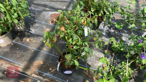 3 X IMPATIENS TINCTORIA