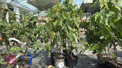 5 X ABUTILON PICTUM THOMPSONII