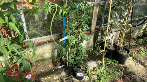 3 X PASSIFLORA COCUYENSIS NOVA