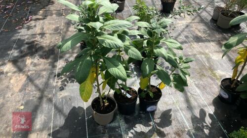 3 X IOCHROMA COCCINEUM