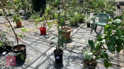 1 X SOLANUM WENDLANDII