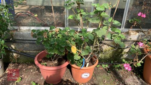 2 X GERANIUM CZAR