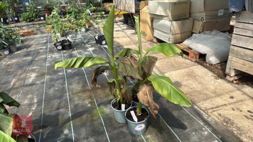 3 X MUSA BASJOO HARDY JAPANESS BANANA