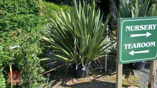 1 X PHORMIUM TENAX NEW ZEALAND FLAX