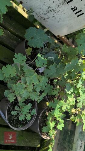 6 X MACLEAYA MICROCORPA
