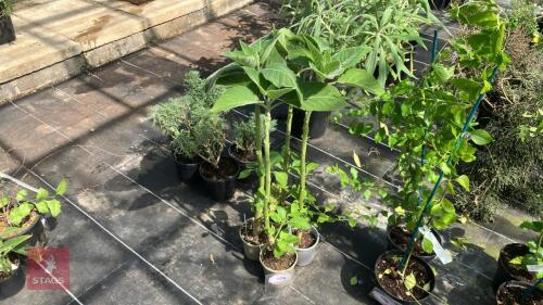 4 X BRUGMANSIA