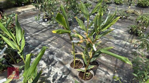 3 X HEDYCHIUM SAMSHERI GINGER LILY