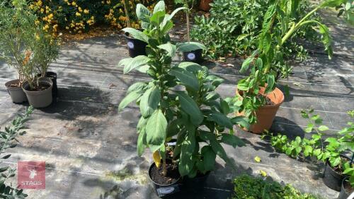 3 X IOCHROMA COCCINEUM