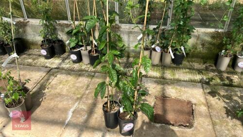 3 X PASSIFLORA EDULIS PASSION FLOWER