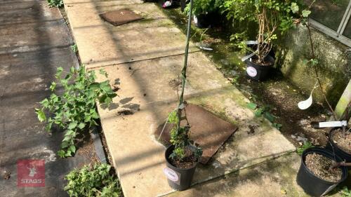 1 X AKEBIA CHOCOLATE VINE