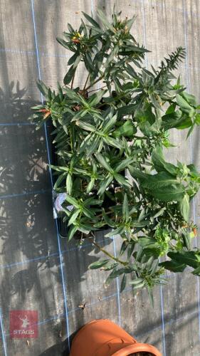 1 PART TRAY OF MIRABILIS JALAPA