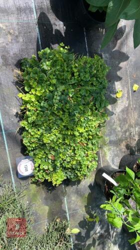 1 TRAY OF LYSIMACHIA NUMMULARIA