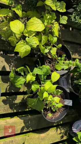 2 X KIRENGESHOMA PALMATA
