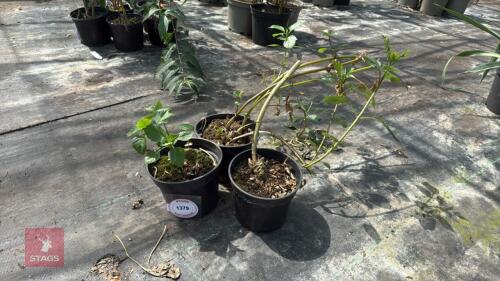3 X MIXED DAHLIAS