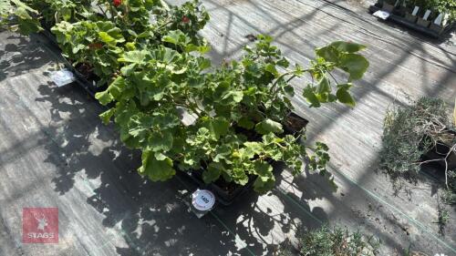 TRAY OF PELARGONIUMS