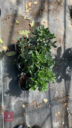 6 X PITTIOSPORUM TOBIRA