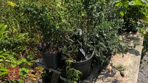 5 X ASTER PLANTS