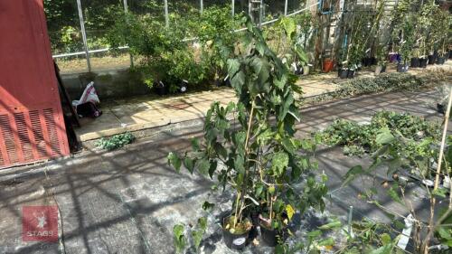 3 X ABUTILON PLANTS