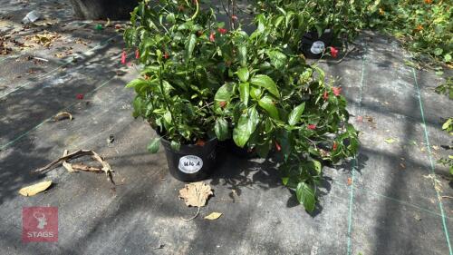 4 X RUELLIA AMEONA