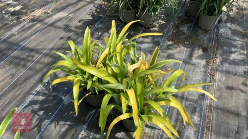 2 X BILLBERGIA NUTANS VARIEGATA