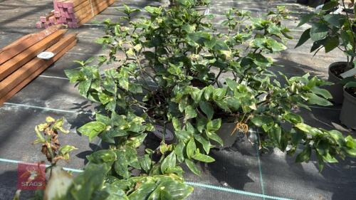 3 X TRADESCANTIA MAIDENS BLUSH