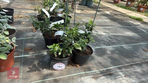 5 X JASMINUM AZORICUM RIVER JASMINE